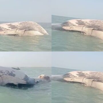 Endangered Blue Whale Found Dead in Pakistan’s Waters