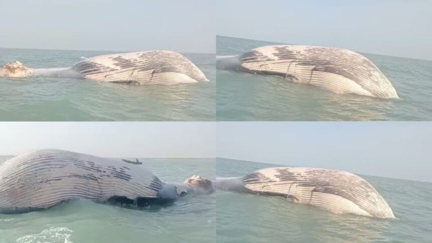 Endangered Blue Whale Found Dead in Pakistan’s Waters