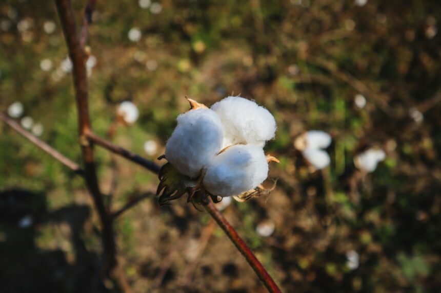 Cotton Catastrophe? Extreme Heat Threatens Pakistan’s Cotton
