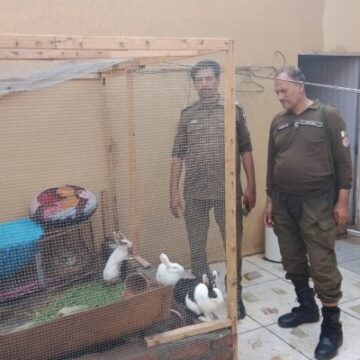 DJ Lazawal and the Brutal Abuse of Animals