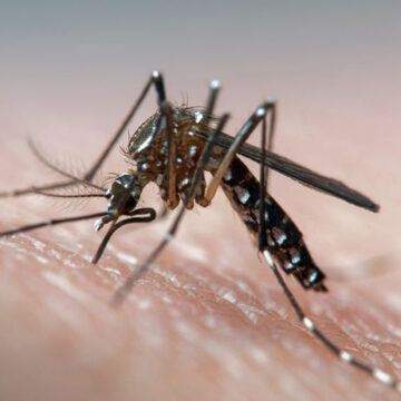 Karachi’s East District Reports First Dengue Fatality of 2025