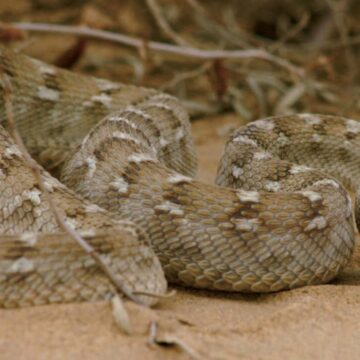 Over 200 Bitten in Tharparkar as Snakes Emerge During Monsoon