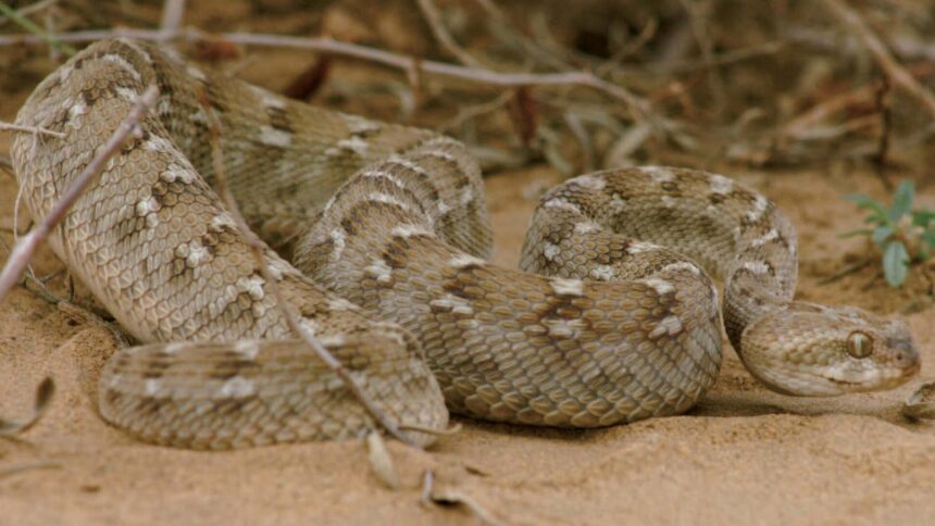 Over 200 Bitten in Tharparkar as Snakes Emerge During Monsoon