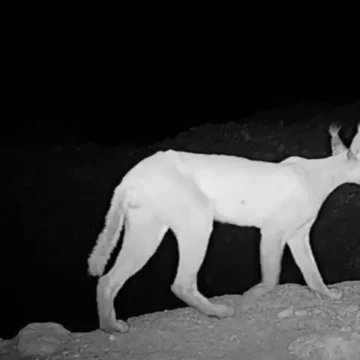 Caracal Sightings Spark Hope for Pakistan’s Endangered Wild Cat