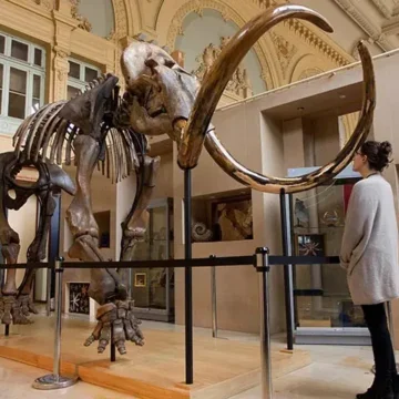 Scientists Recover 39,000-Year-Old RNA From Siberian Woolly Mammoth