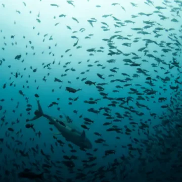 UN Biodiversity Treaty Takes Effect, Aims to Protect 30% of Oceans by 2030