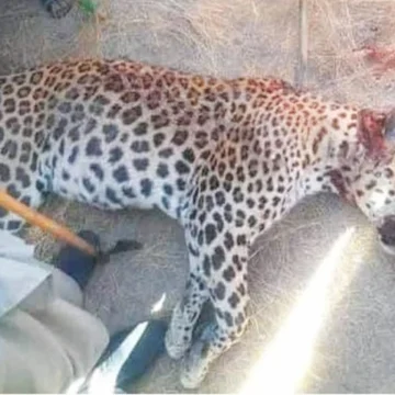 cheetah-killed1784506744-0-640x480 Protected Leopard Killed in Bajaur After Livestock Attacks, Wildlife Department Launches Legal Action