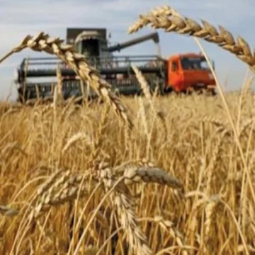 wheat1784242130-0-640x480 Pakistan to Import 1 Million Tonnes of Wheat to Ease Supply Shortage